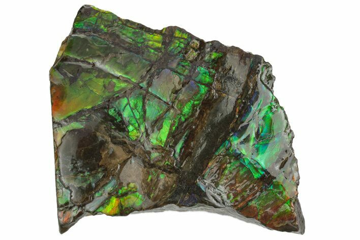 Rainbow-Colored Ammolite (Fossil Ammonite Shell) - Alberta #236418